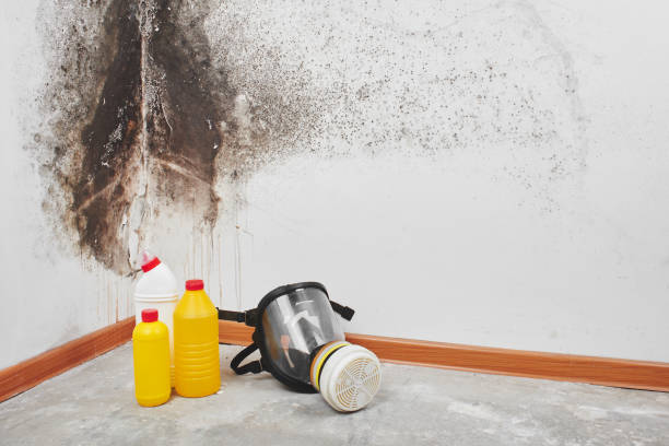 Office Mold Removal Services