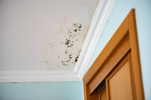 Best Local Mold Removal Service  in Three Way, TN