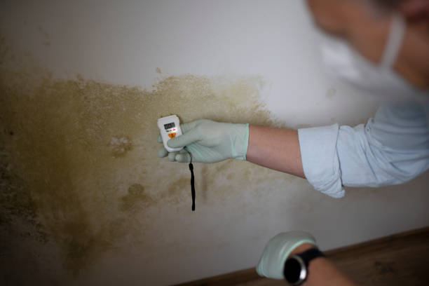 Best Local Mold Removal Service  in Three Way, TN