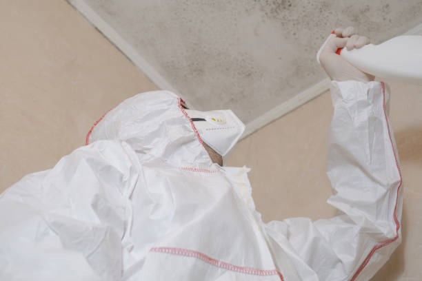 Best Mold Damage Repair  in Three Way, TN