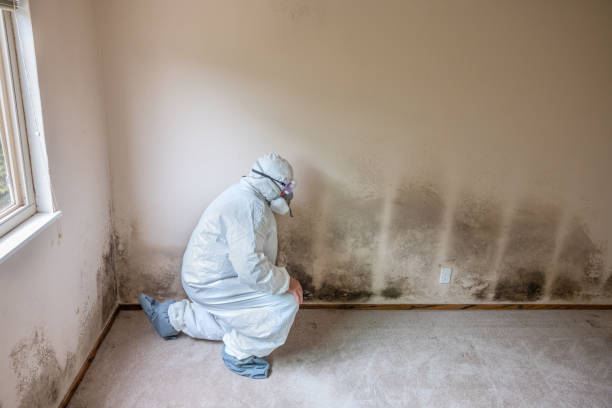 Best Affordable Mold Removal  in Three Way, TN