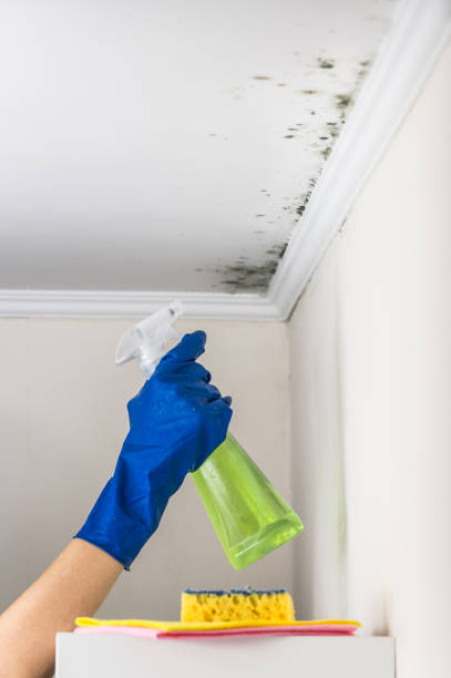 Best Residential Mold Removal  in Three Way, TN